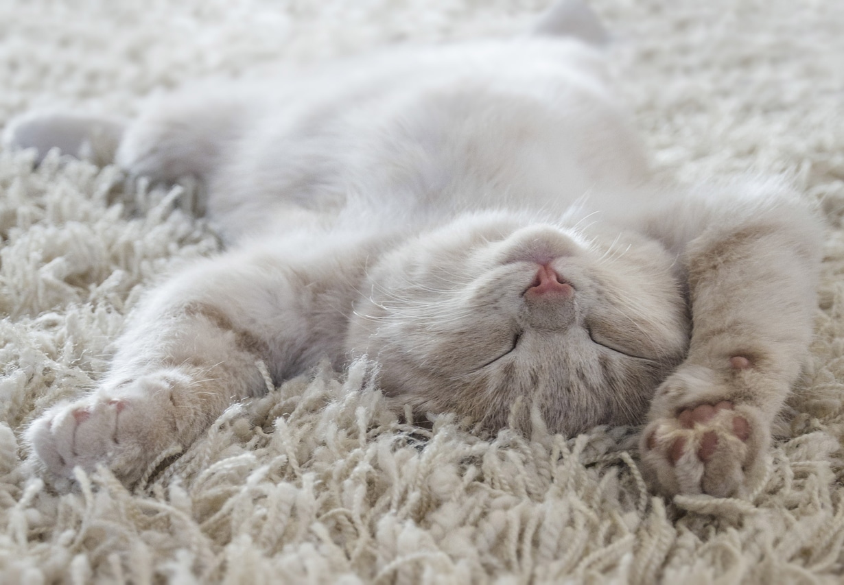 Posiciones para dormir de los gatos: ¡descubre su significado!