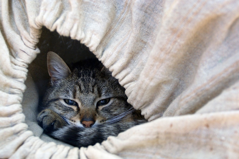 Estrés en gatos: 11 señales a las que hay que prestar atención