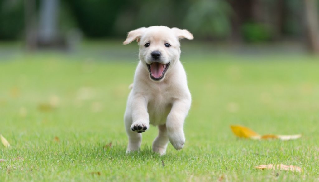 Labrador Labrador