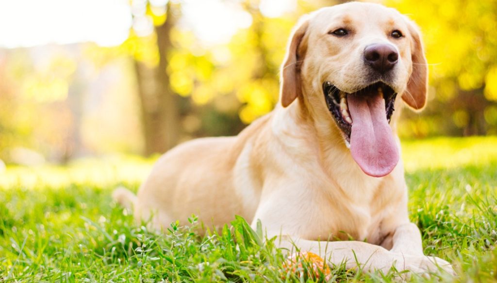 Labrador Labrador