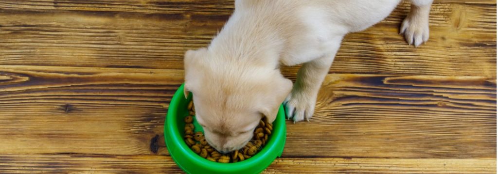 Labrador Labrador