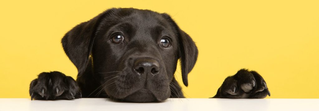 Labrador Labrador