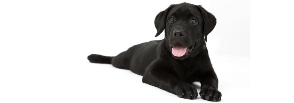 Labrador Labrador