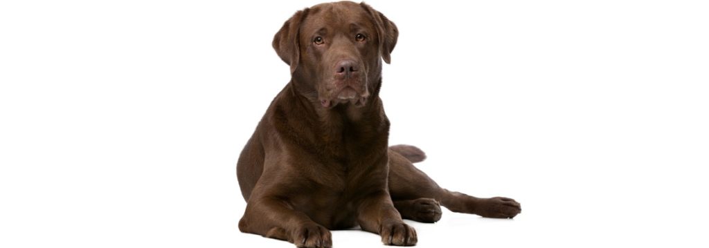 Labrador Labrador