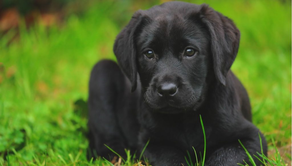 Labrador Labrador