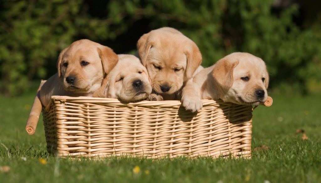 Labrador Labrador