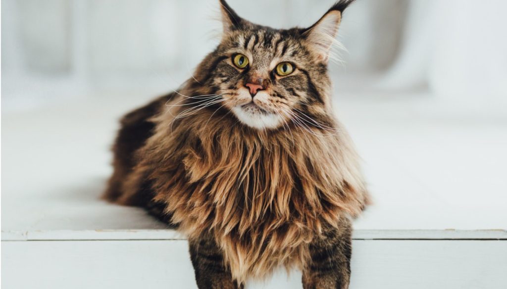 Maine Coon, todo lo que necesitas saber sobre este gato gigante Maine Coon, todo lo que necesitas saber sobre este gato gigante