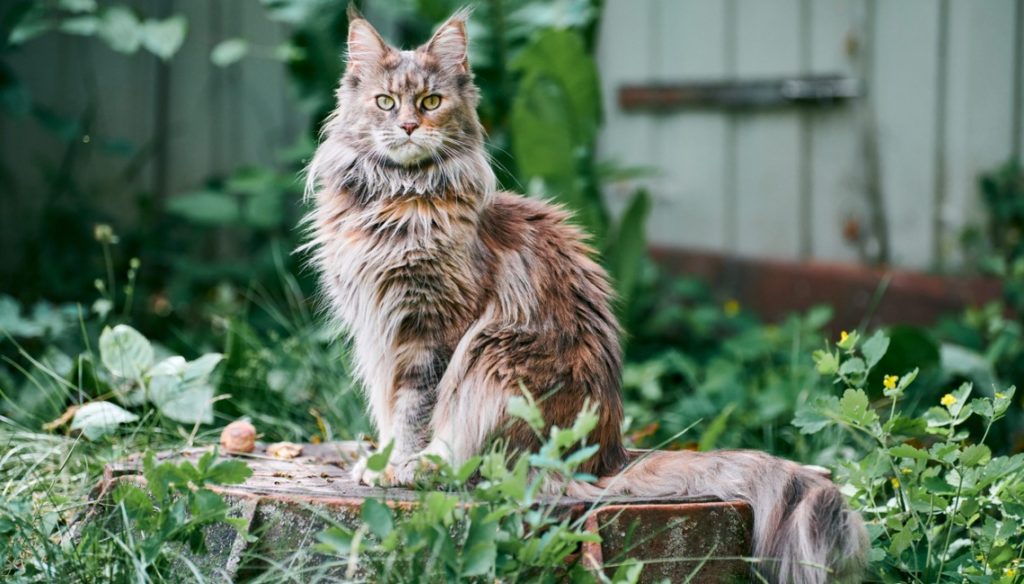 Maine Coon, todo lo que necesitas saber sobre este gato gigante Maine Coon, todo lo que necesitas saber sobre este gato gigante