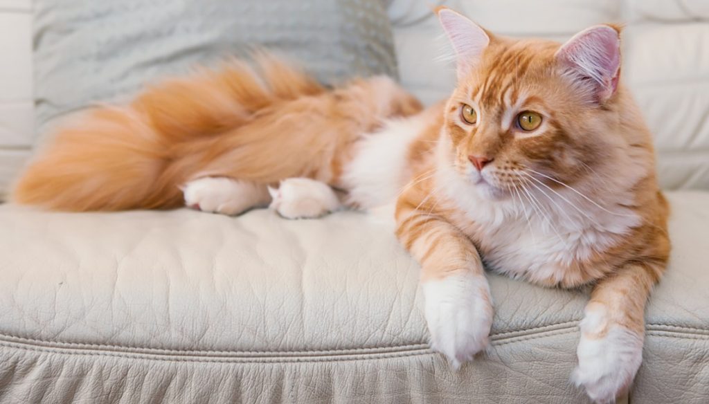 Maine Coon, todo lo que necesitas saber sobre este gato gigante Maine Coon, todo lo que necesitas saber sobre este gato gigante
