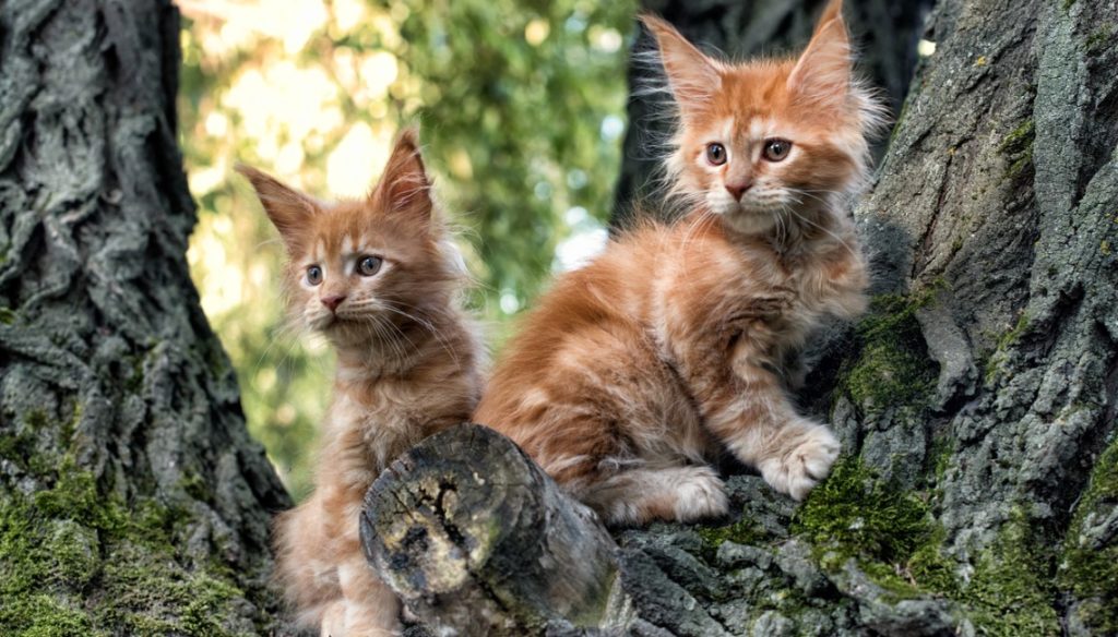 Maine Coon, todo lo que necesitas saber sobre este gato gigante Maine Coon, todo lo que necesitas saber sobre este gato gigante