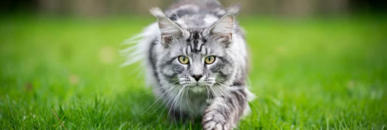 Razas de gatos que se deben evitar