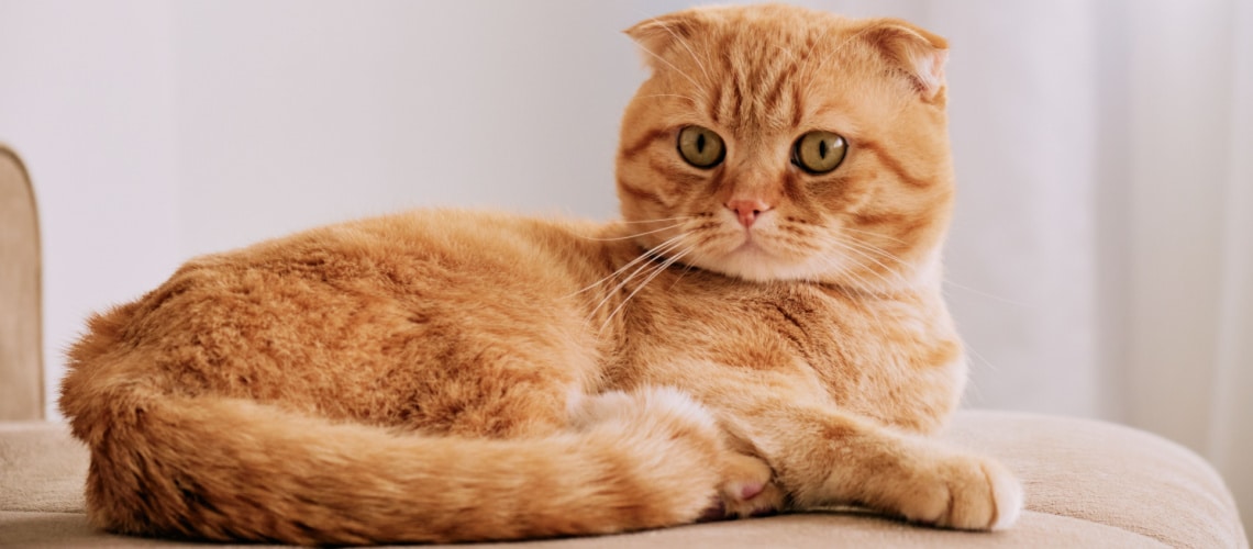 Gato rojo: ¿cuáles son las razas más bellas?