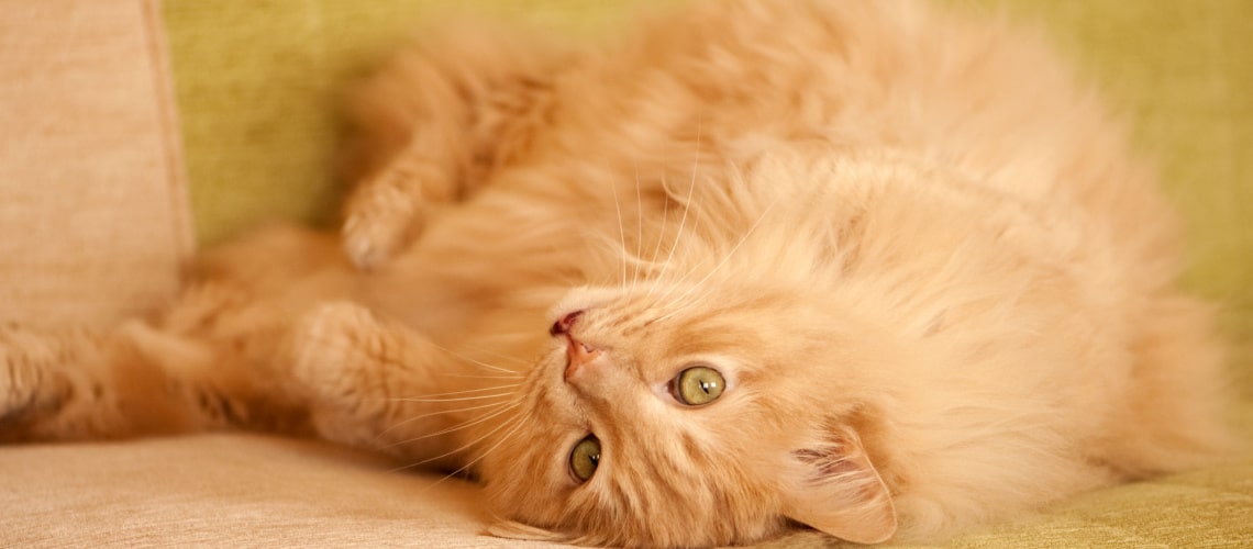 Gato rojo: ¿cuáles son las razas más bellas?