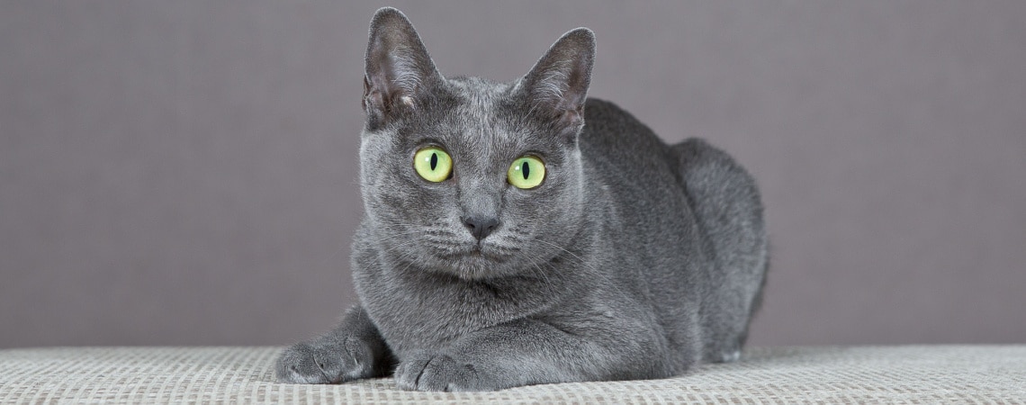 Razas de gatos que se deben evitar