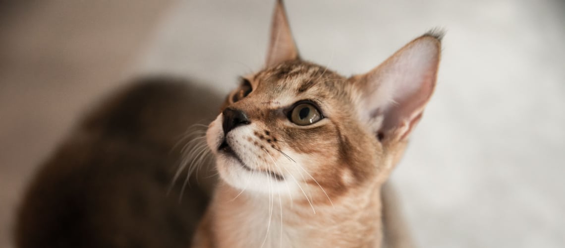 Razas de gatos que se deben evitar