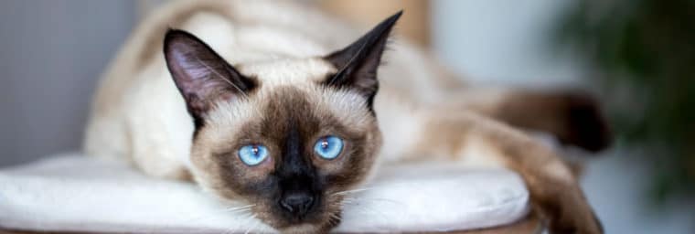 Razas de gatos que se deben evitar
