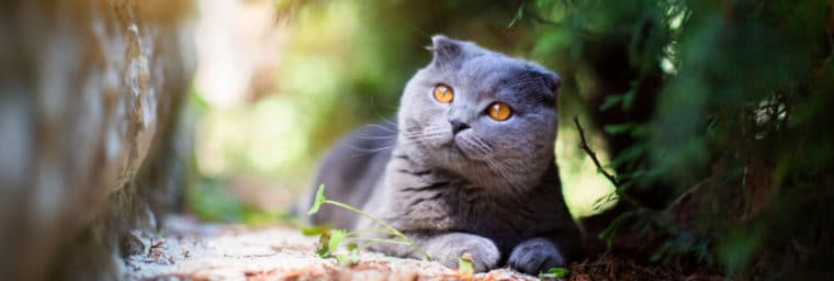 Razas de gatos que se deben evitar