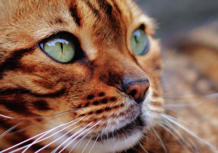 Las 12 razas de gatos más raras