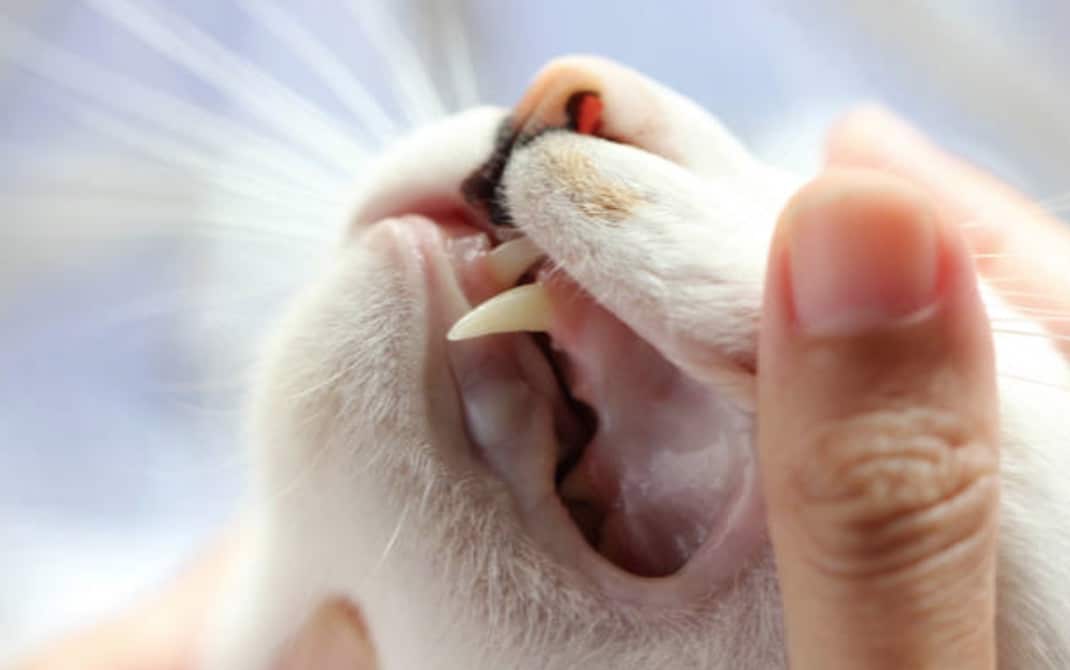 Para determinar si tu gato está enfermo, fíjate en el color de sus encías