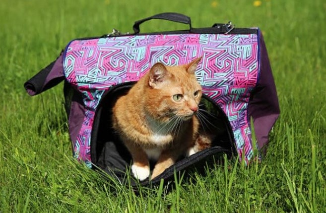 Caja de transporte: 5 consejos eficaces para transportar a tu gato Caja de transporte: 5 consejos eficaces para transportar a tu gato