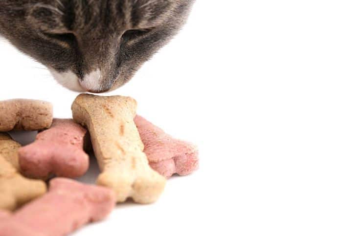 3 recetas fáciles de golosinas caseras para tu gato