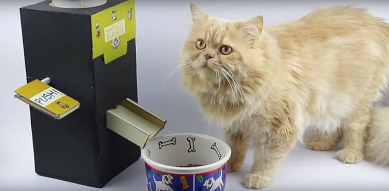 Instrucciones: Haz un dispensador de comida seca de cartón para tu gato.