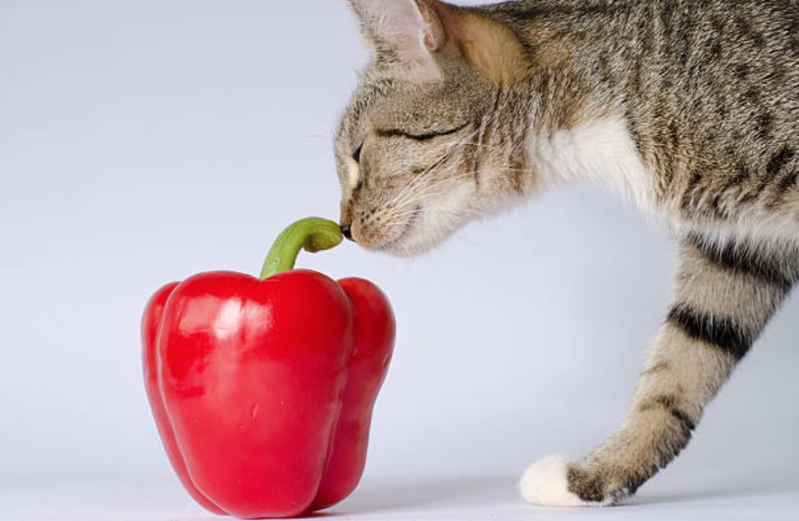 La lista completa de frutas y verduras que puedes regalarle a tu gato