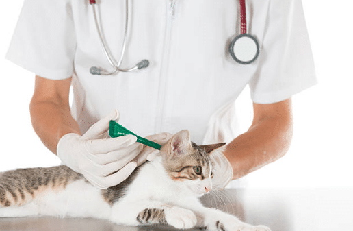 Producto antipulgas: 6 consejos para un uso seguro en su gato