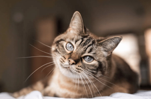 6 enfermedades que pueden matar silenciosamente a tu gato