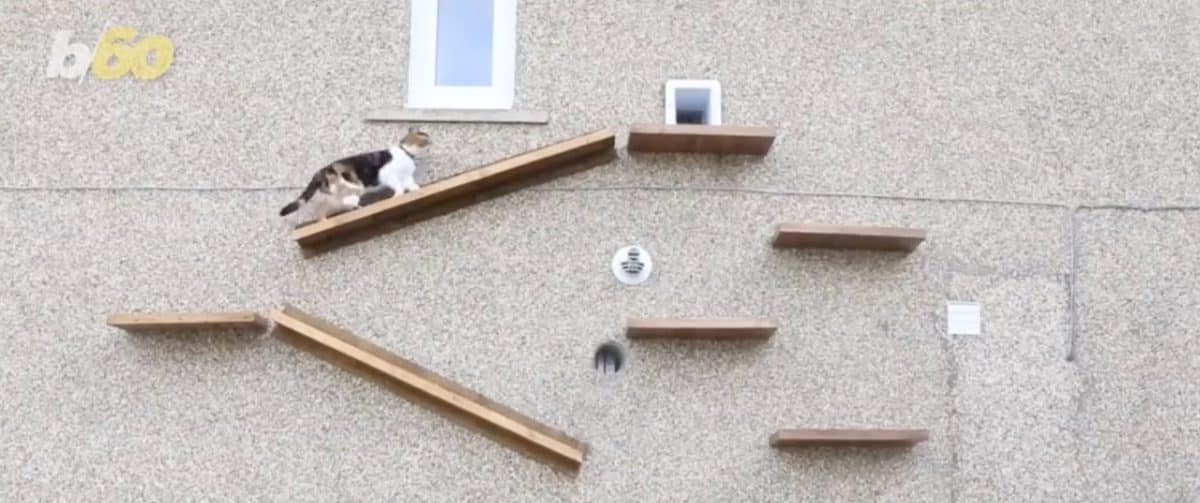 ¡Gracias a estas escaleras, los gatos pueden salir de los edificios con seguridad!