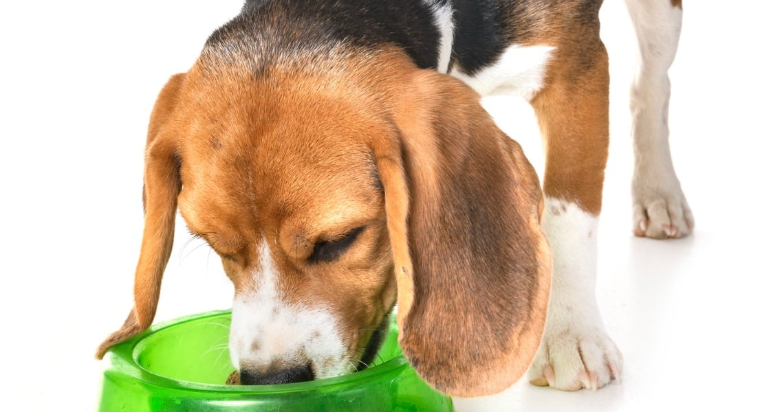 Comida para beagle: ¿qué alimentos deberías preferir?