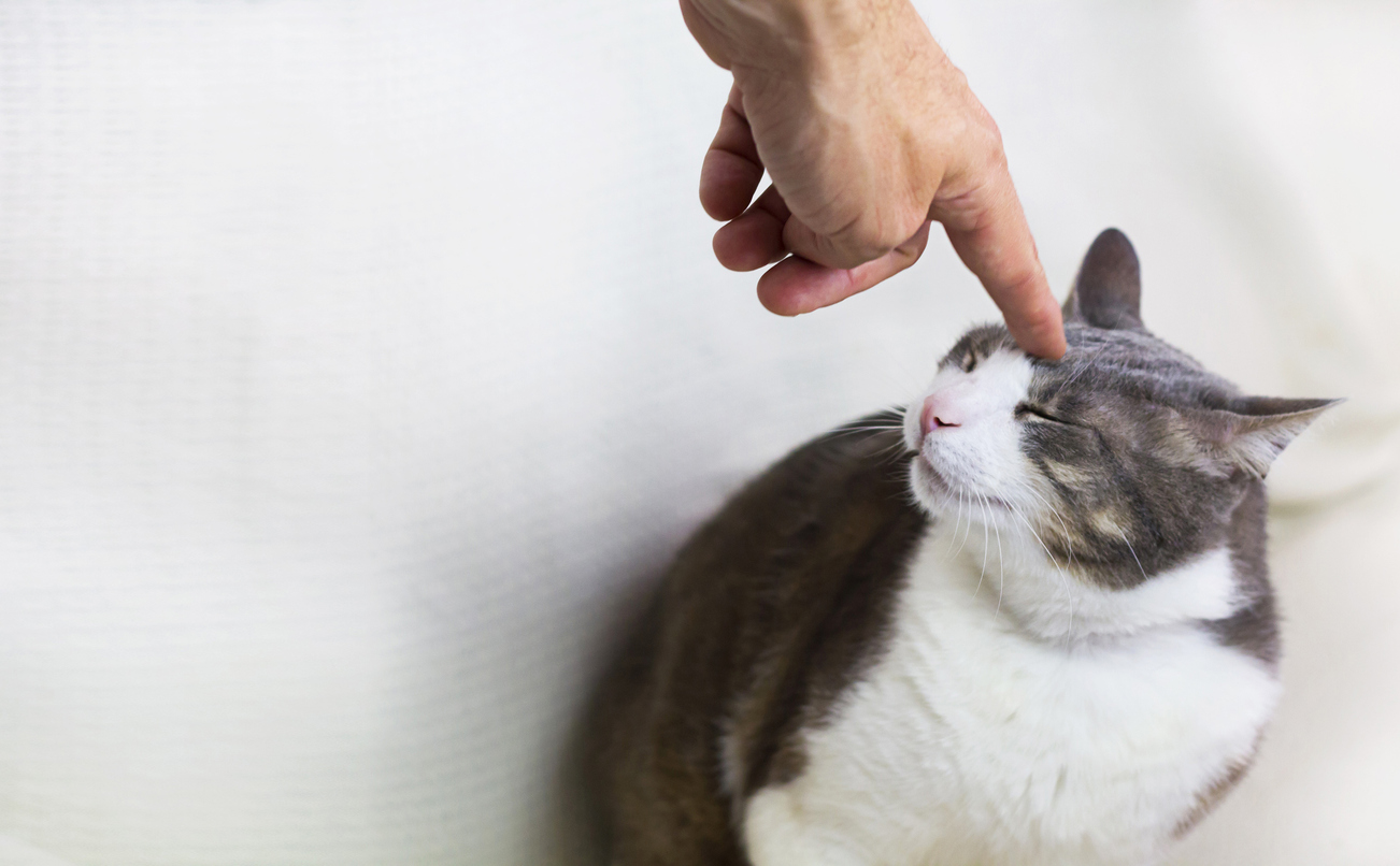 Cómo educar a un gato para evitar que se vuelva agresivo