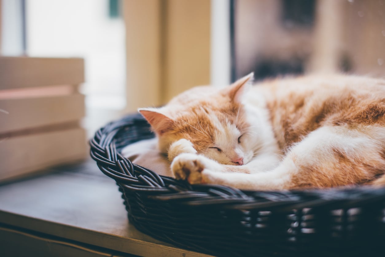 Cómo hacer ejercicio correctamente con tu gato: 12 pasos a seguir Cómo hacer ejercicio correctamente con tu gato: 12 pasos a seguir