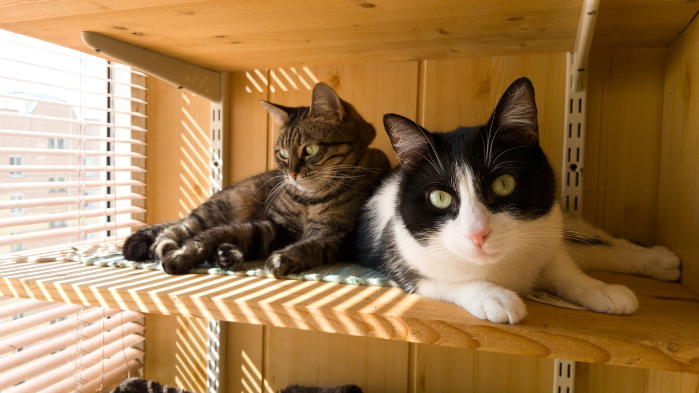 Cómo mantener seguro a tu gato durante las vacaciones: 3 soluciones ideales