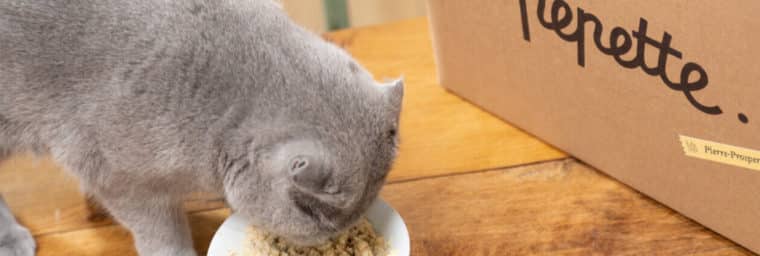 Comida para un gato Maine Coon