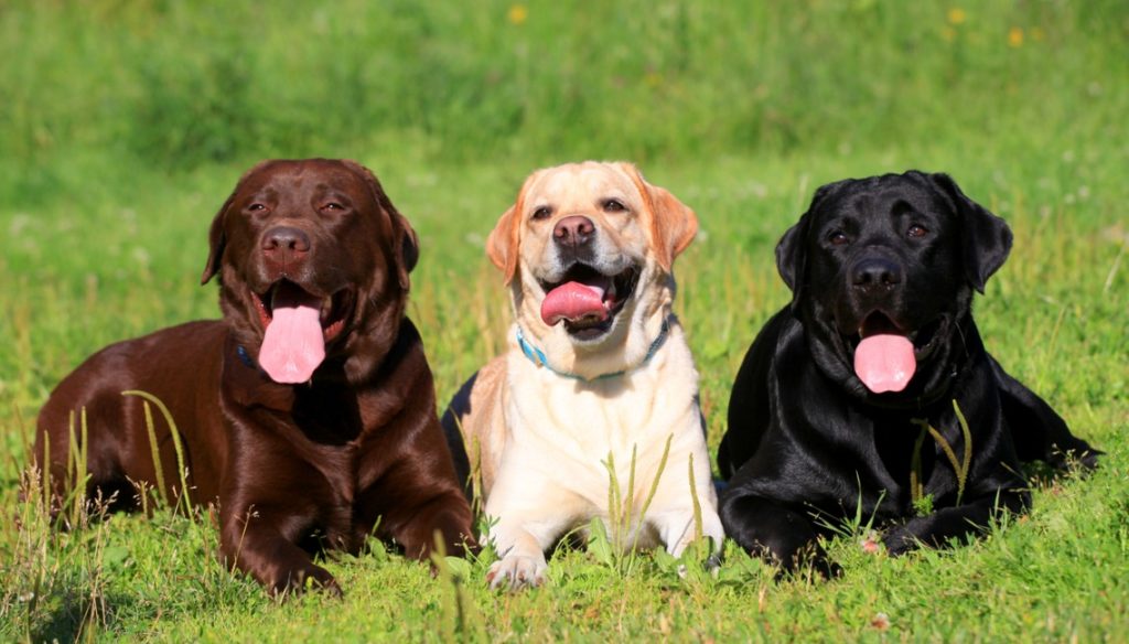 Labrador Labrador