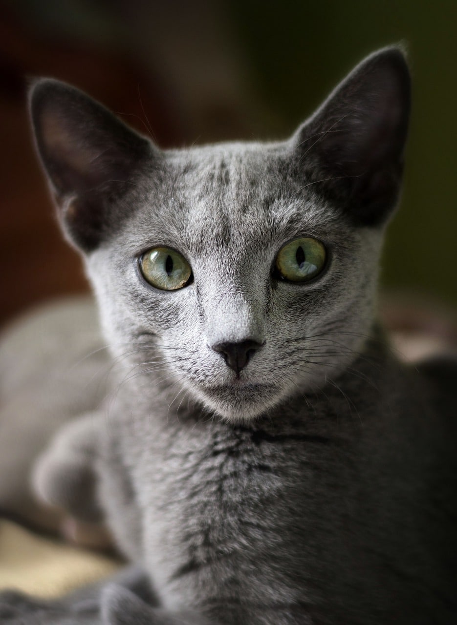 Las 6 mejores razas de gatos con pelaje gris Las 6 mejores razas de gatos con pelaje gris