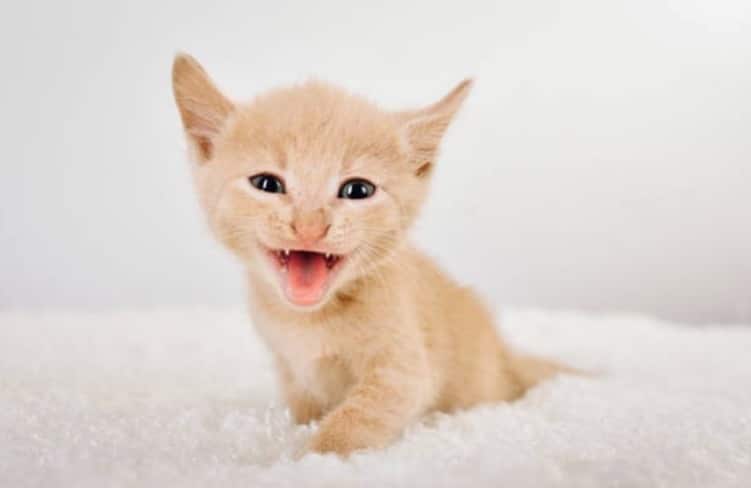 ¿Tu gato maúlla constantemente? Aquí hay 5 soluciones para solucionar el problema. ¿Tu gato maúlla constantemente? Aquí hay 5 soluciones para solucionar el problema.