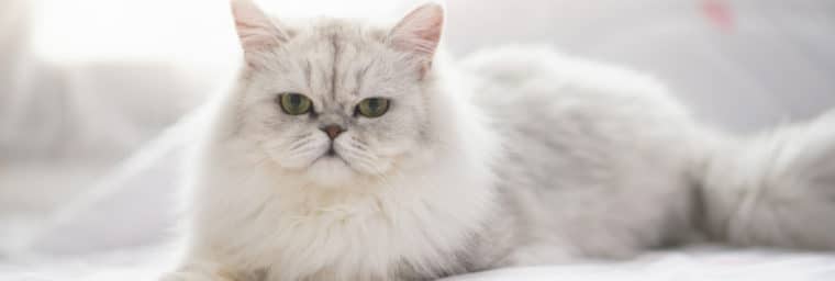 Razas de gatos que se deben evitar