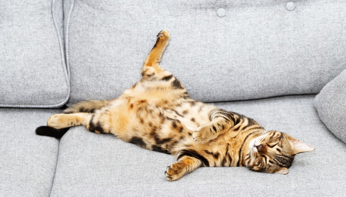 Razas de gatos que se deben evitar