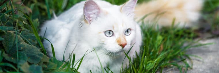 Razas de gatos que se deben evitar