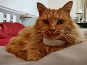 Tractive Cat Tracker 2021: nuestra prueba y revisión