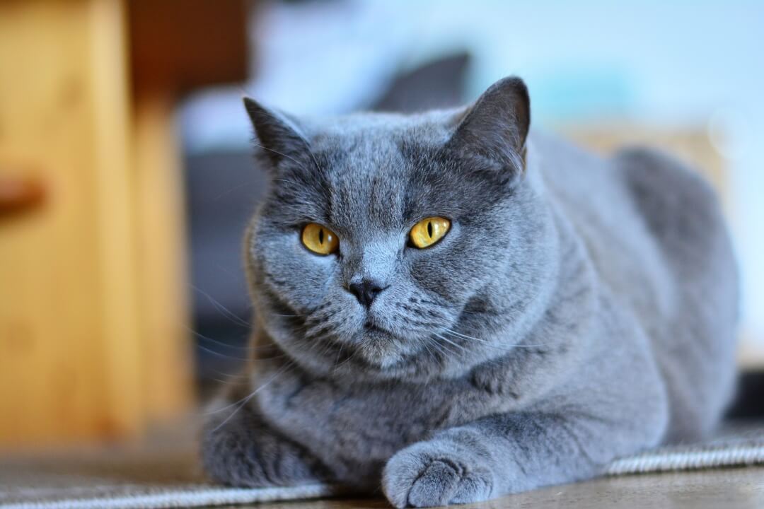 Gato de pura raza: Chartreux