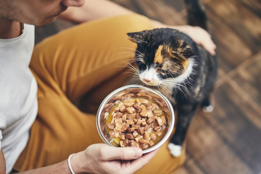 ¿Qué comida darle a un gato pequeño?
