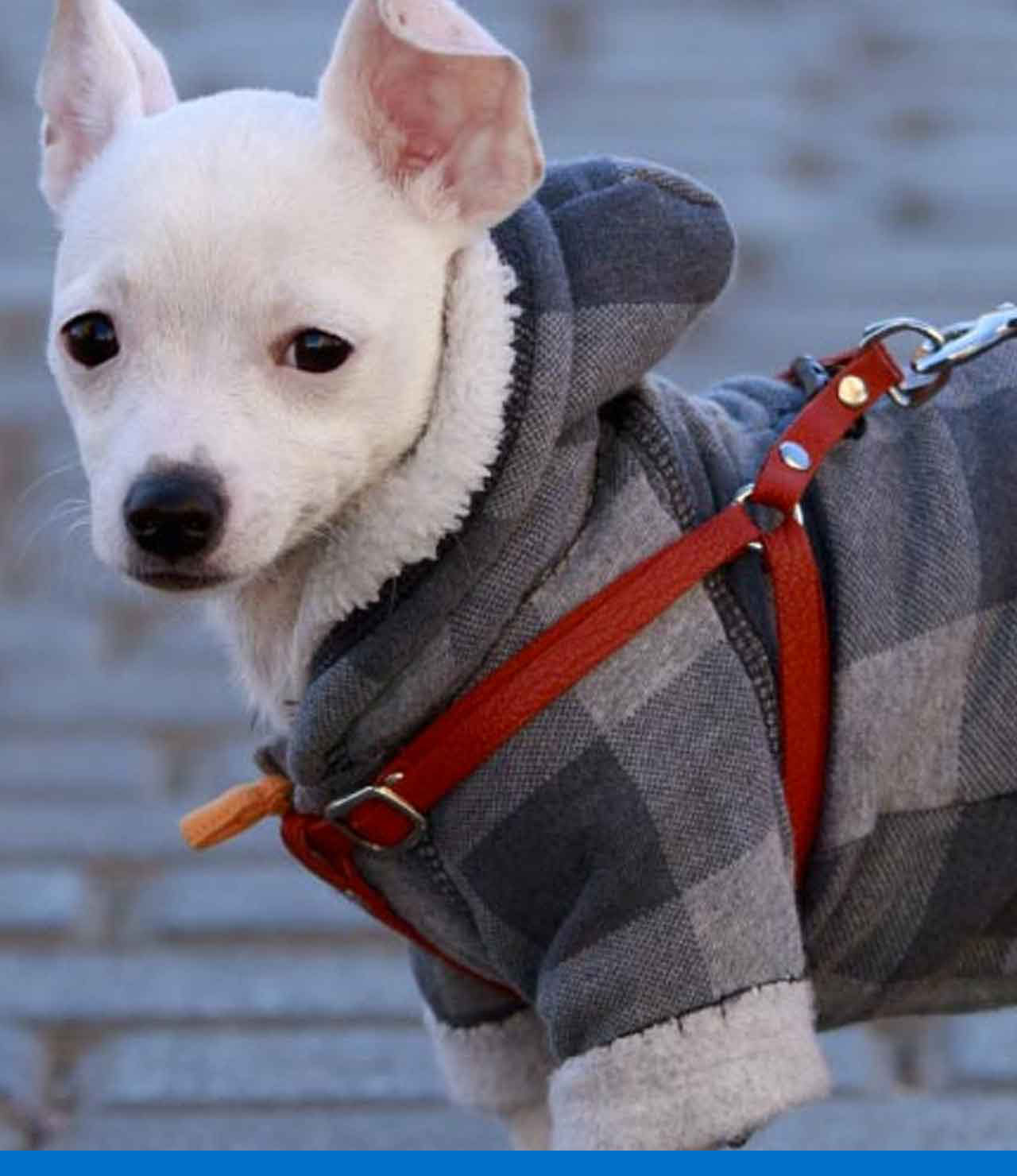 Descubre ropa para mascotas