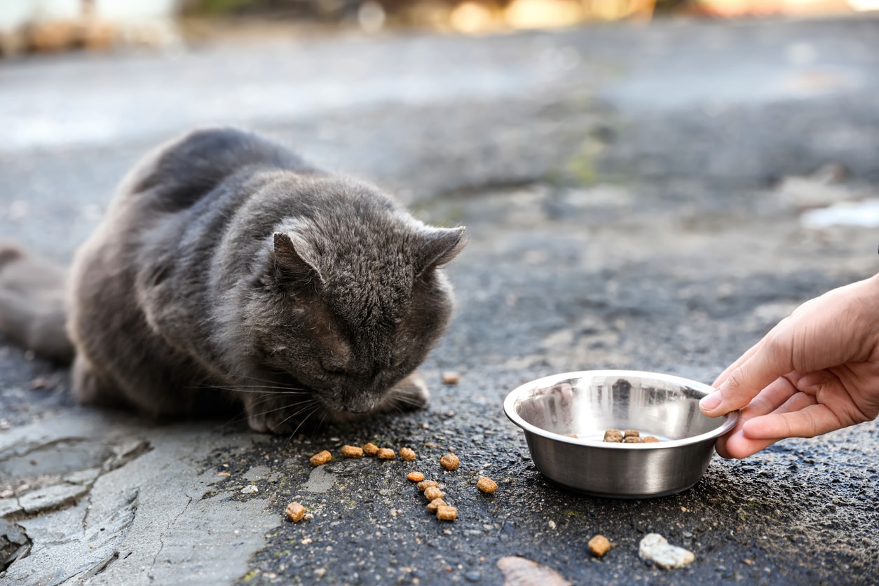 Gato callejero: ¿cómo alimentarlo?