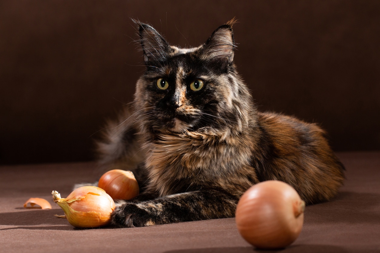 Ajo y cebolla: ¡alimentos muy peligrosos para tu gato!