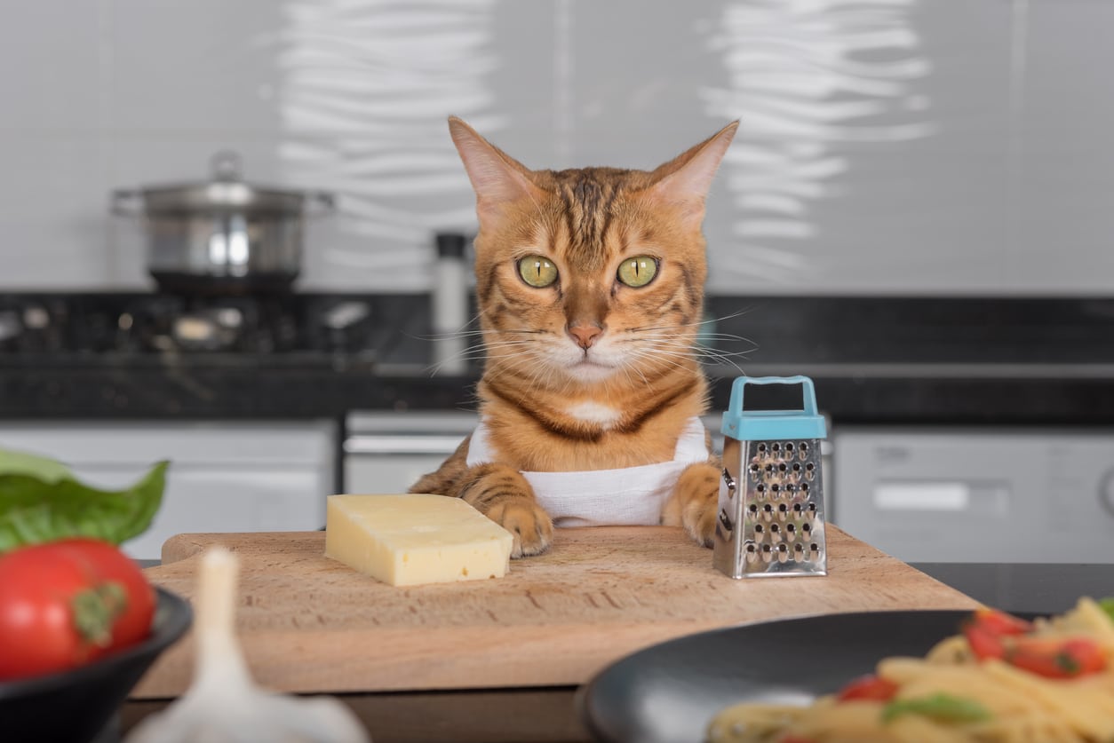 Darle queso al gato: ¿buena o mala idea?