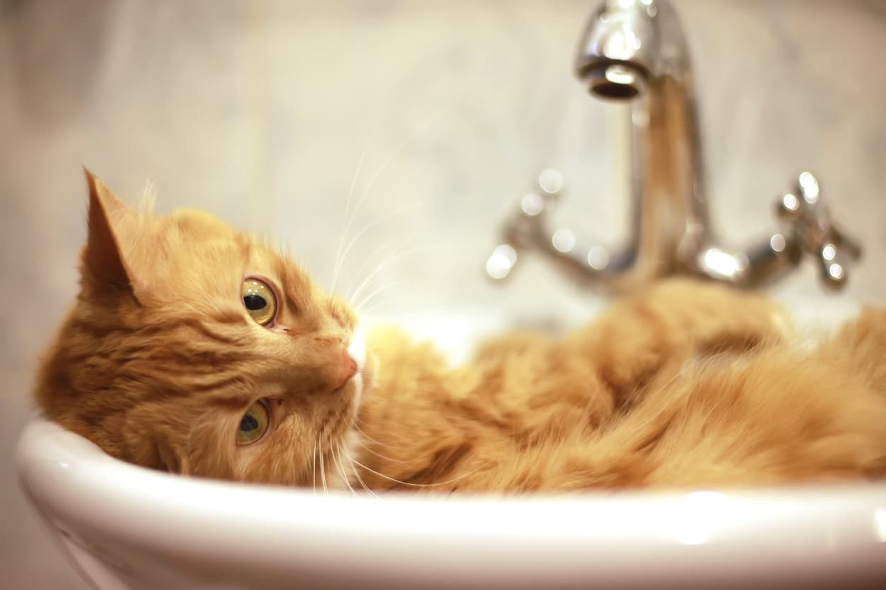 6 razones por las que a los gatos les encanta el baño