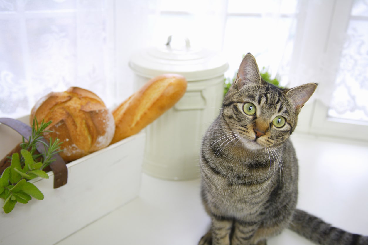 Darle pan al gato: ¿buena o mala idea?